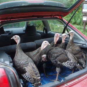 Wild turkeys anxious to go on hike to find grasshoppers