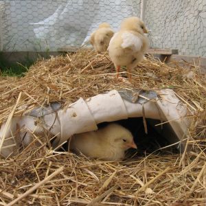 Here is a more natural method for raising baby chicks which is closest to being with a mother hen.
  I use a Sunbeam king size constant heat heating pad with a 3 heat setting thermostat.

I take chicken wire an make an arch which I put under the pad. I then duct tape the pad to it to make it a firm arch. I encase it all in a cotton pillowcase and tape it around where the cord comes out and also not to let baby chicks wander in.
  The pillow case is somewhat loose so chicks have the feel of nuzzling under a mother hen.
One pad supports 14 baby chicks (and a couple of turkeys as well!)  see my little video on youtube to see my mobile chicken house/greenhouse and heating pad method!   http://youtu.be/Q25k2WbP8Vc