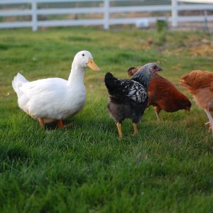 Dorothy the Pekin duck
