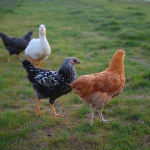Betty the Silver laced Wyandotte and Alice the Buff Orpington