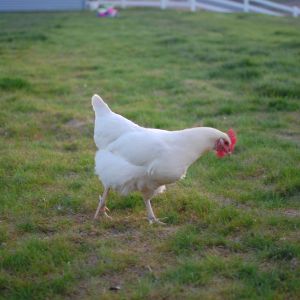 Pearl, we were told she is an Amber White