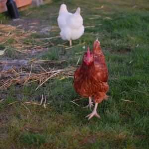 Big Mama Red, a Golden sex link and Walcy the Amber White in the background