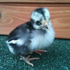 Pingu (half white beak half black) a bantam chick