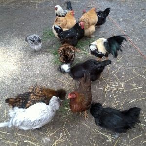My diverse little flock!