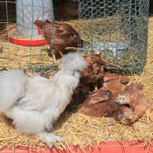 Lavender silkie, Ethel with baby buckeyes. May 2013.