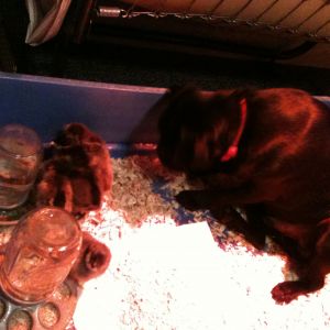 This is Olie, my Pug, he loves the new chicks.