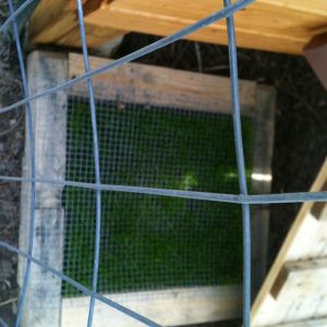 This is my grass box.  4x4s, small squares wire and grass seed.  They can't scratch it up.