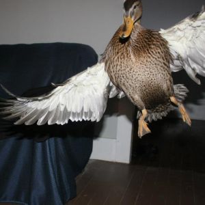 Ruby Sue showin' off her wings