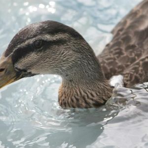 Mr. Dexter Duck