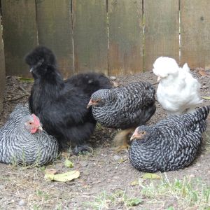 My crazy flock, or The Big Girls