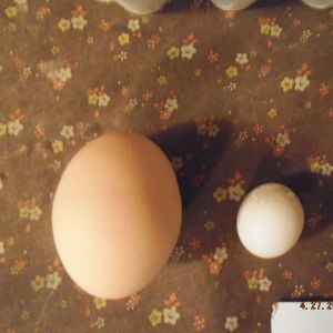 WOW! small duck egg and big chicken egg