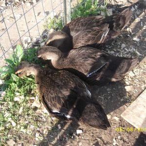 My 3 Rouen Ducks