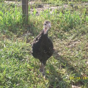 One turkey