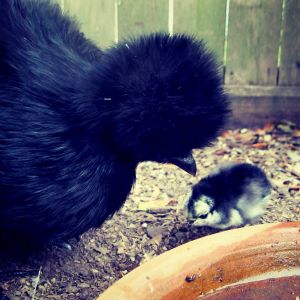 My Silkie hen, Flo. And a baby Jersey Giant.