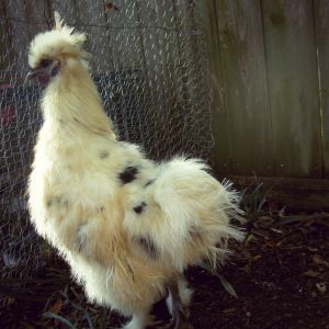 My Silkie roo, Fobio. He has fantastic hair.