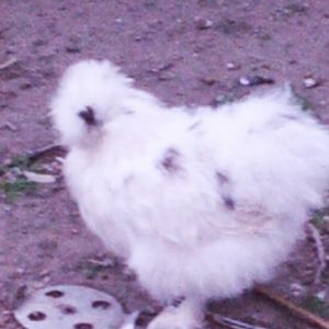 A neckless variety of silkie.