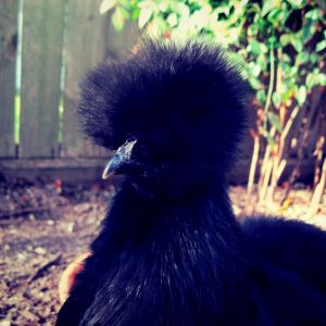 Flo, my hen.