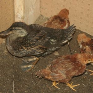 The chicks and duckling
