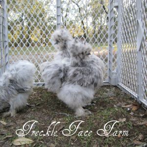 *
Splash Silkies