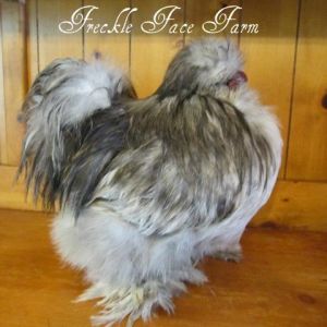 *
Splash Silkie Roo