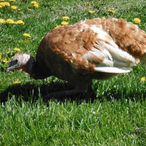 Bourbon Red Hen. Named Lucy after that famous red head.