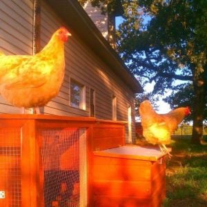 *
My first two buff orpington ladies