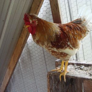 one of our young roosters, we have 4 light colored roosters