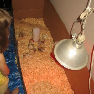New brooder box setup, much more room for the little ones.