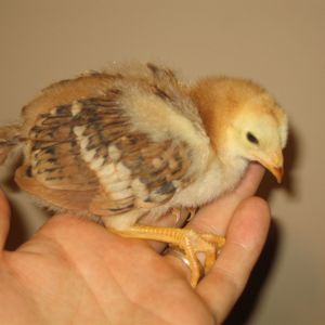 Big Red at two weeks old