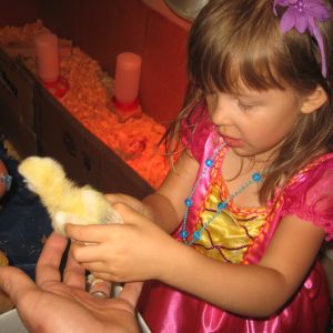 Lily helping to move chicks to their new brooder box.