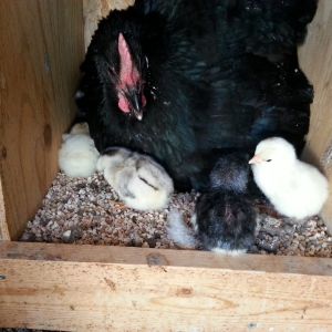 first chicks raised by mama