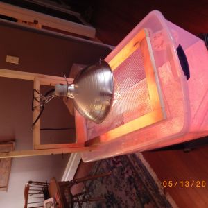 The top of the brooder.  There is a wood frame with hardware cloth on the center opening.  The lamp clamps to the wood frame on the top.