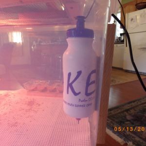 Here is their drinking bottle with poultry nipple on the bottom of the bottle.  The baby chicks took to the nipple the very first day!!  It's great!!!  They have clean water all the time this way..they seem to really like it!!