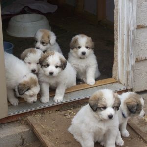 Great Pyrenees puppies.