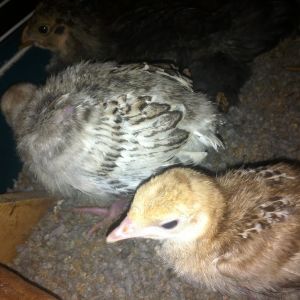 Baby turkeys!!!