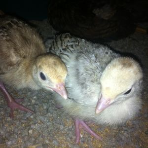 Bourbon Red Cross and Royal Palm cross