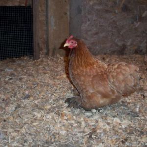 This is my Red Cochin bantam hen, Nutmeg.