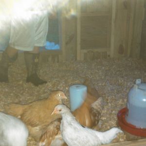 It was time to move the girls in.  They had outgrown the brooder.  Just have to finalize the run and it will be all done.