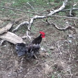 Blu the rooster