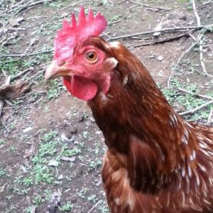 Noah the hen