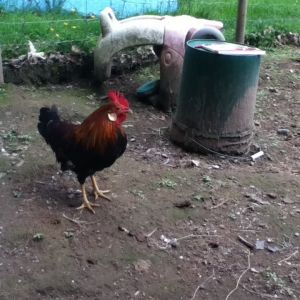 Sweetie/Charlie the rooster