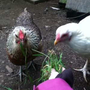 Borialis and Stumblefoot the hens