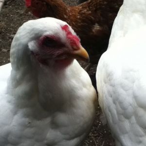 Cottonball the hen