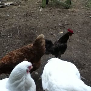 Noah, Blu, Aurora and Borialis
