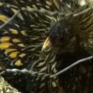 Embroidery the Cochin pullet