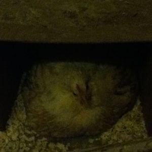 Bravewing the hen