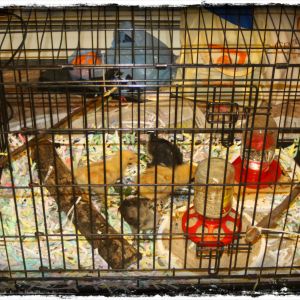 Brooder #2 - a large dog crate. I think I read somewhere about dust ... they weren't kidding!!