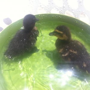 Engelchen and Ducky swimming
