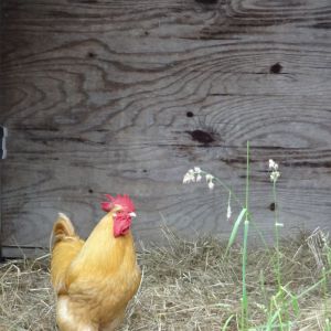 Buff orpington rooster