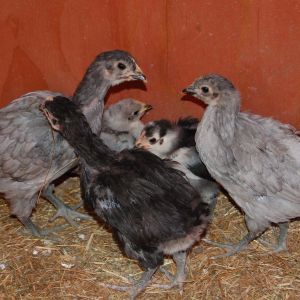 I seem to always have chicks around.